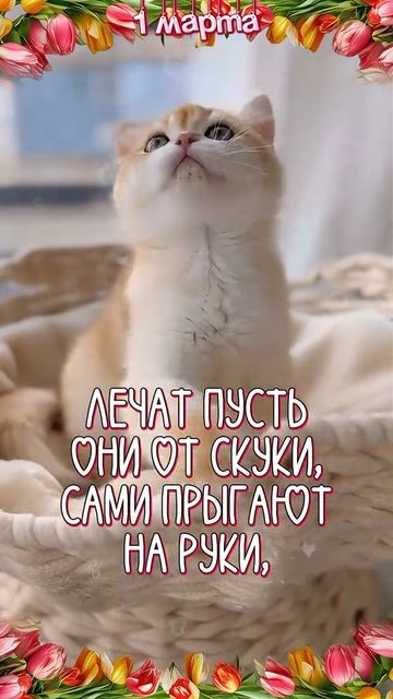 1 Марта с днём кошек и первым днём весны 🌞🌹😻❤🥰