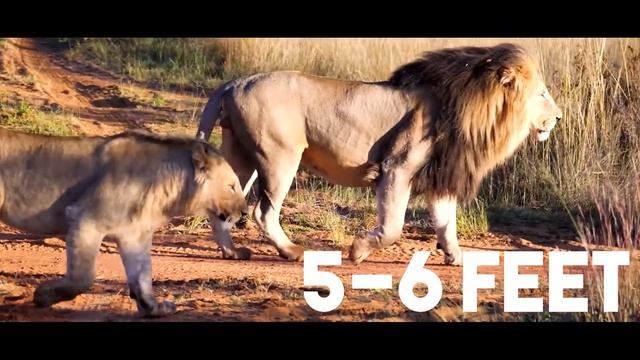 Black Lion vs White Lion vs Golden Yellow Lion | Top 3 Most Powerful Lion | ఎవరు ఎక్కువ శక్తివంతులు