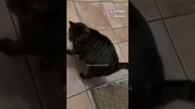 Смешные котики