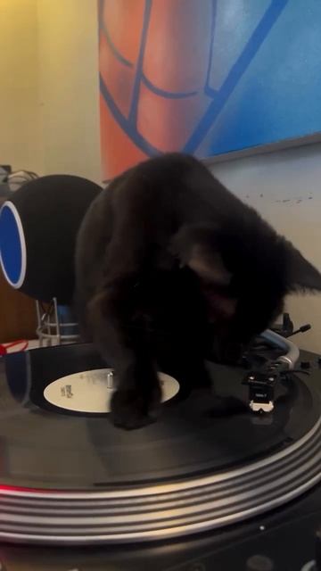 Кото диджей