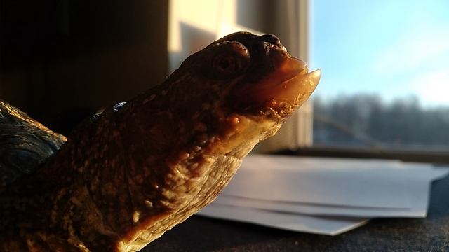 НИНДЗЯ