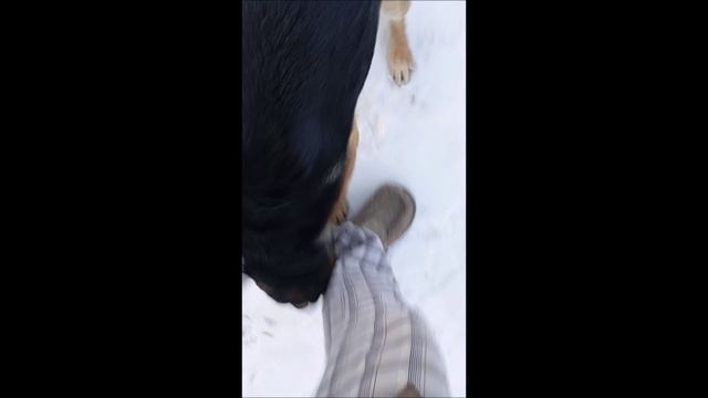 Овчарка. Собака. Том..