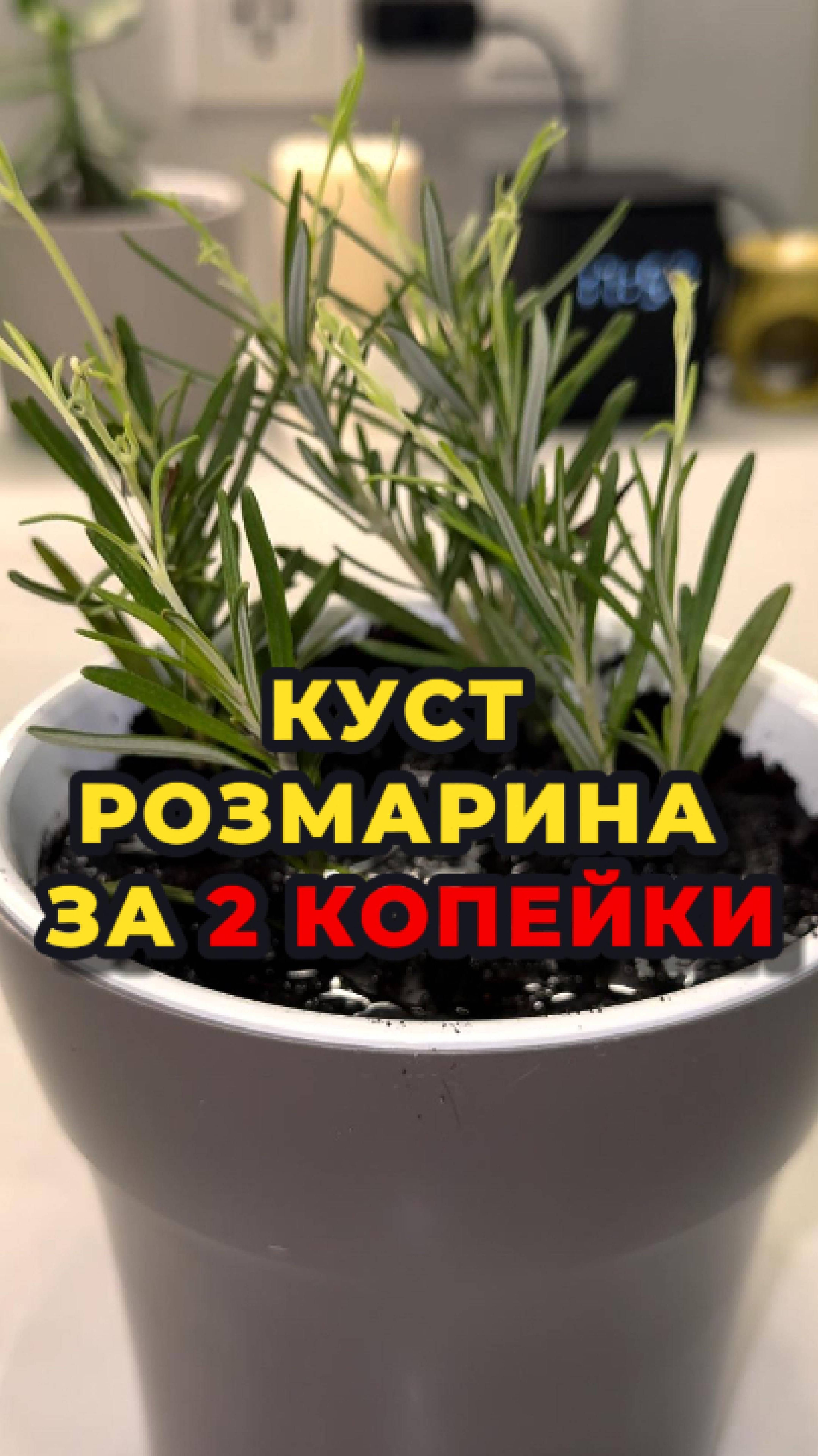 Большущй куст розмарина за 2 копейки!🪴💱