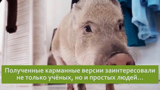 Мини-пиг: «Собака с пятачком». Люди стали всё чаще заводить хрюшек дома, но что тут не так?