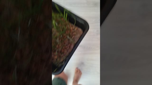 мой кролик