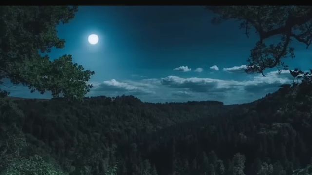 Ночной лес