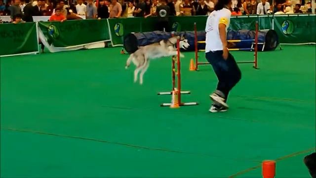 Mamba is Best of the Best Agility Dogshow Okt 2014
