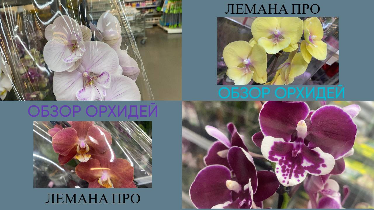 ОБЗОР ОРХИДЕЙ ЛЕРУА МЕРЛЕН (Лемана ПРО) БИГ ЛИПОВОЕ ЦАРСТВО.Поставка к 8 марта