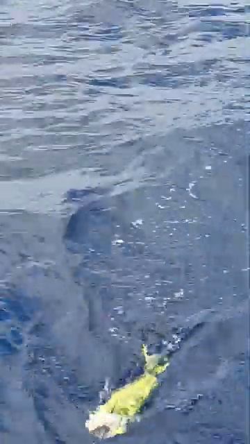 Рыбалка в океане.Трансатлантика №11⛵️Яхта. Махи Махи Корифена. Золотая макрель