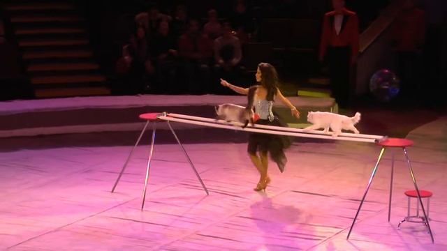 Дрессированные кошки «Жемчужина» - уч. Саралаева Асель