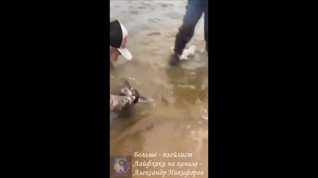 Рыбалка. Крупный Амур на спиннинг