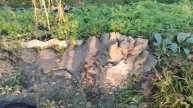 вторая абиссинка на участке для полива . Гусь хрустальный р.н.