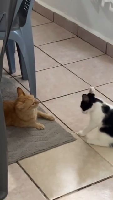 VID_20250302_194044_697.mp4
