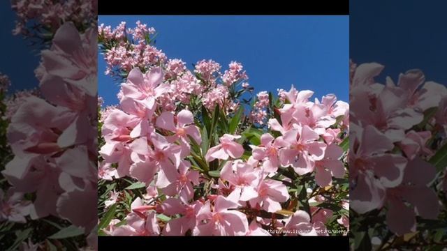 Пророчества о (для) Женщине-Спасительнице Мира.Крым. #пророчества #матьмира #дама #вестник #мессия