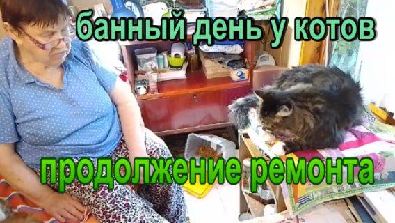 № 883 банный день у котов // продолжение ремонта