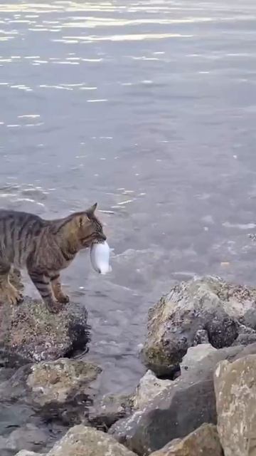 Кот рыбак