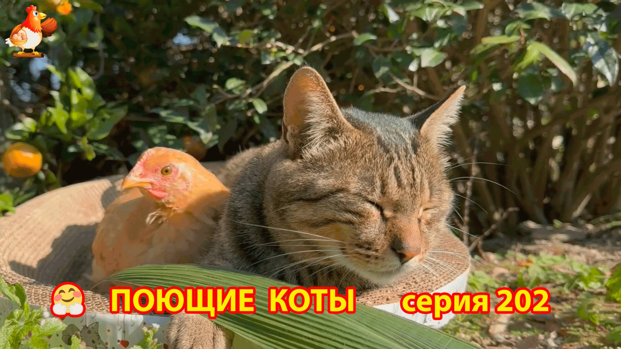 Крутые коты у птичьего двора серия (202) 🐈🐈😹 Природа Абхазии и подворье с птицами и животными ❣