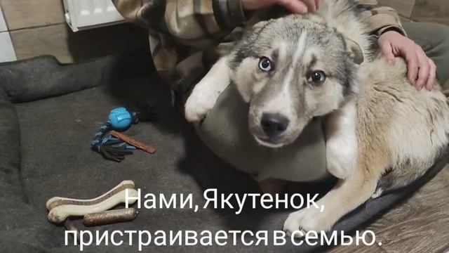 02-03-2025 нами, Якутенок
