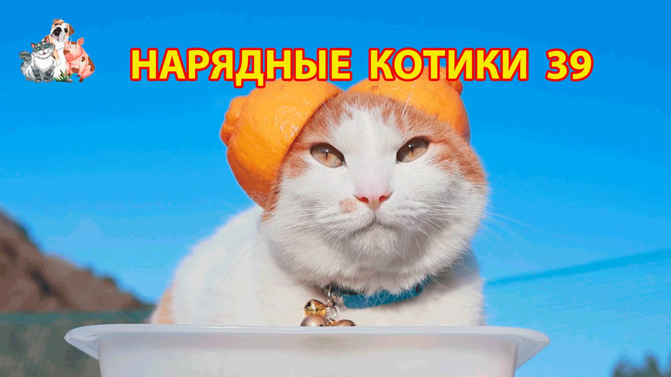 Нарядные Котики расслабляются на солнышке 🌞 🐈🐈⬛🐈 (39)