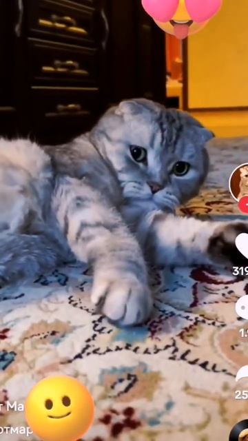 Веселый котик падает и машет лапками💕🔥🐈 #животные #кот #животныеприколы