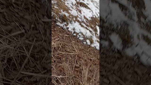 строю свой домик