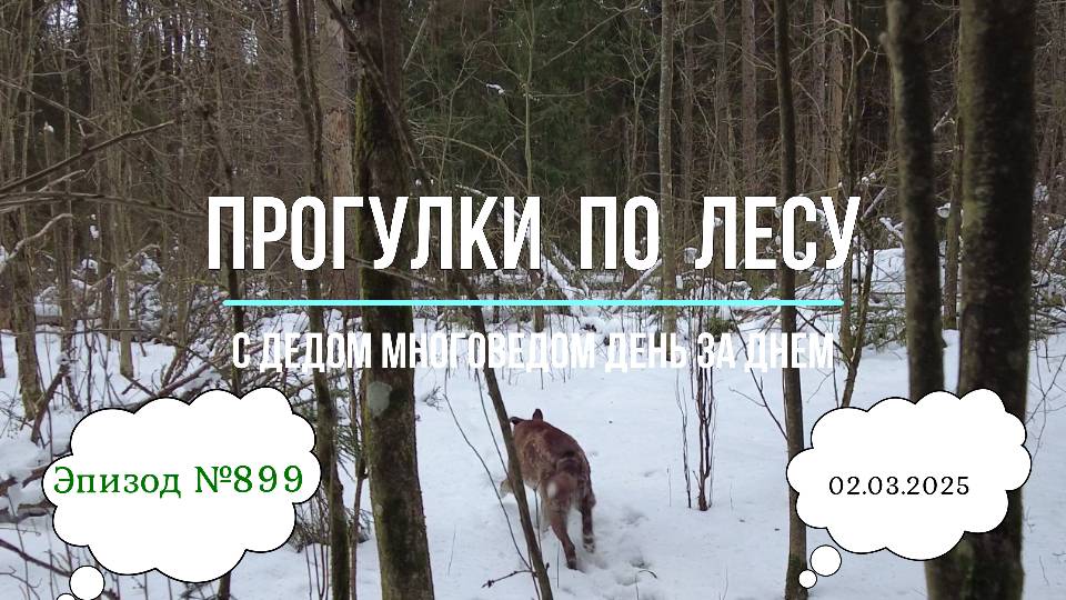 Прогулки по лесу. День за днем с дедом Многоведом. 2 марта 2025г. Эпизод 899.