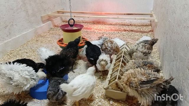 02-03-2025 Переезд продолжается ☺️. Новый МУЖ.🐔🐓🥳