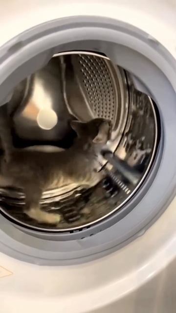 котовасия