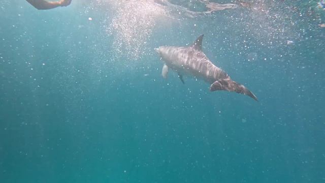 Хургада Красное море 25 год дельфин