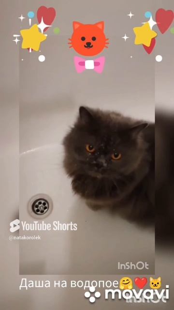 С днём кошек!!!🤗❤️🐱#1марта#весна#денькошек#всеммира#всемдобра#всемлюбви#всемсчастья#кошка#любимица