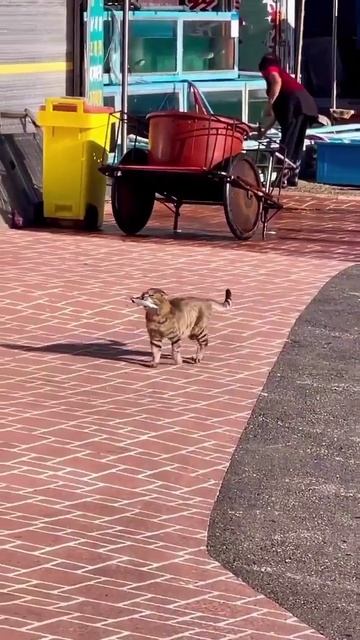 Удачный день для кота