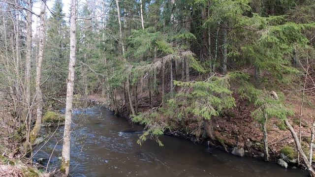 Весенняя река, шумная и несущая много грязи после долгой зимы. Любование природой.