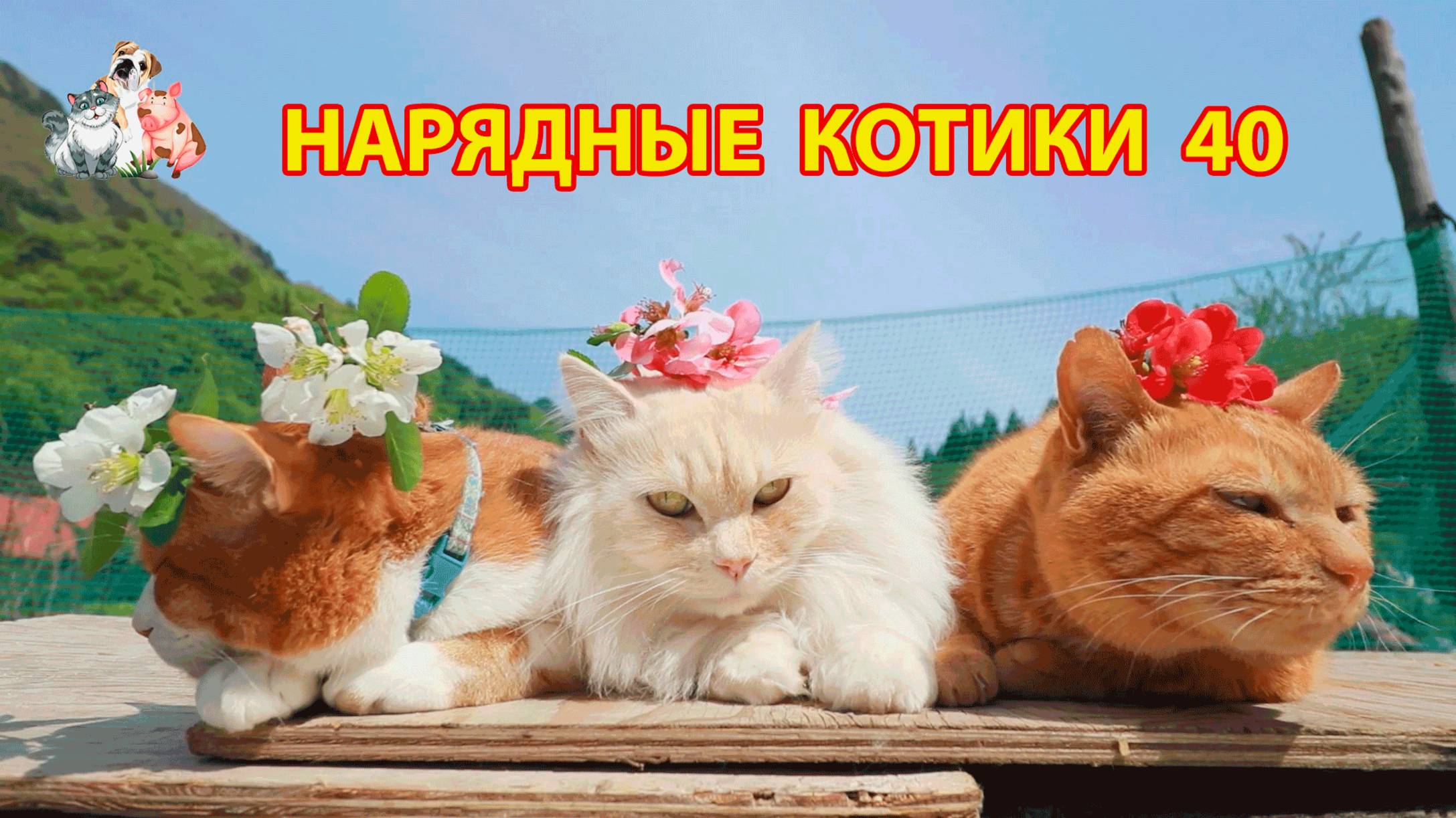 Нарядные Котики расслабляются на солнышке 🌞 🐈🐈⬛🐈 (40)