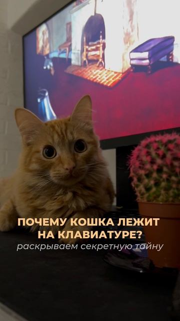 Они могут спать где угодно, но клавиатура — это их любимое место! Почему? 🤔