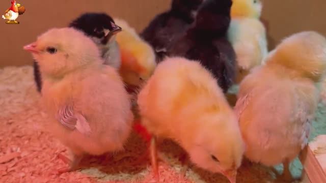 Идеальное птицеводство достойно восхищения 🐓🦆🦢🦚🦃🐔 эпизод (68)