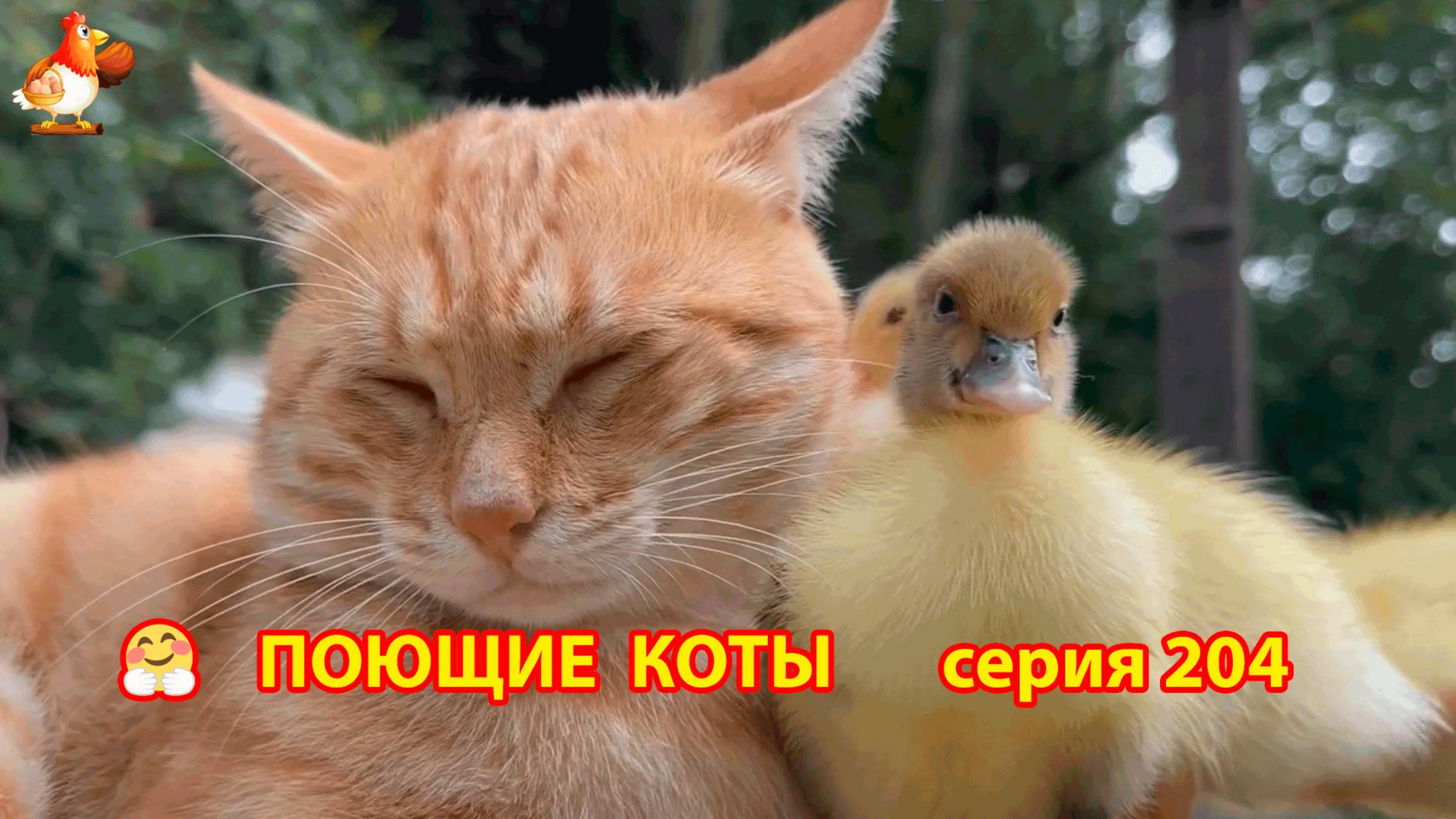 Крутые коты у птичьего двора серия (204) 🐈🐈😹 Природа Абхазии и подворье с птицами и животными ❣