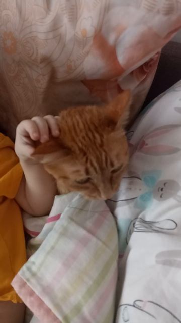 Кот кайфует.