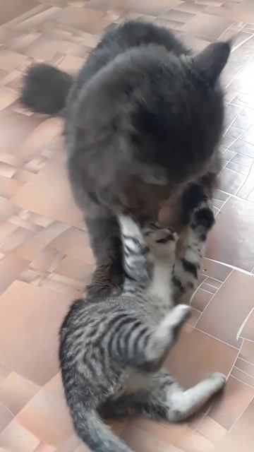 Котейки