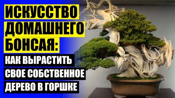 ⚠ ДЕНЕЖНОЕ ДЕРЕВО ВЫРАСТИТЬ БОНСАЙ 🔵 КАКИЕ КОМНАТНЫЕ РАСТЕНИЯ ЛЮБЯТ ПРЯМЫЕ СОЛНЕЧНЫЕ ЛУЧИ