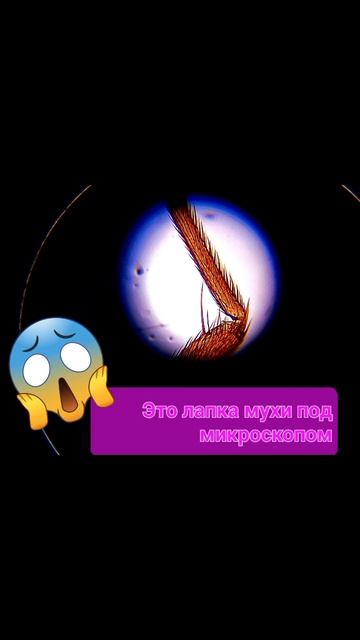 лапка мухи