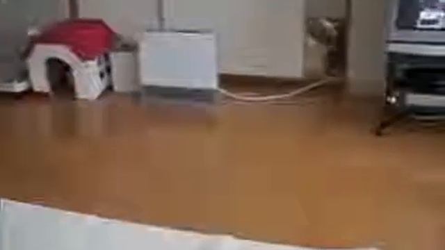 Непредсказуемые кошки