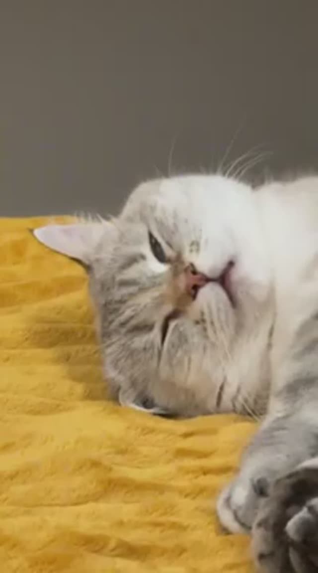 Слежу за Мисой 👀