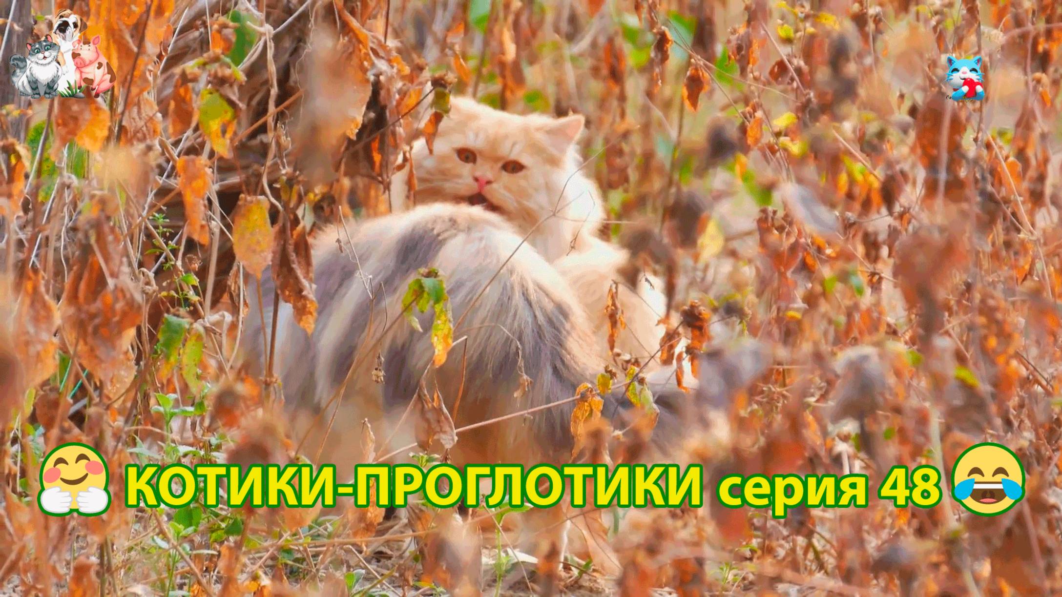 Котики-проглотики растут будущие птицеводы 🐈🐈😹 эпизод (48)