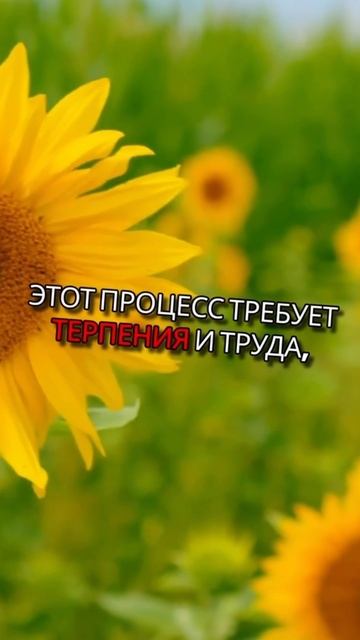 Как пчелы делают мёд