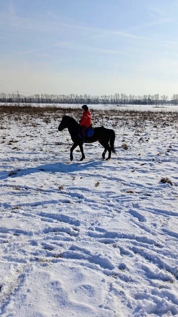 Маша и Аквилон, галоп в поле. #horse, #equestrian, #лошади, #pony, #конный спорт.