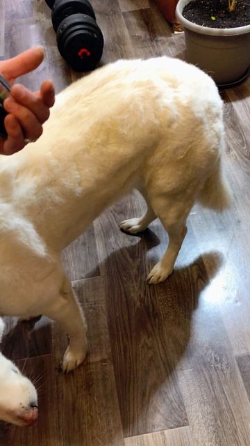 Груминг домашний