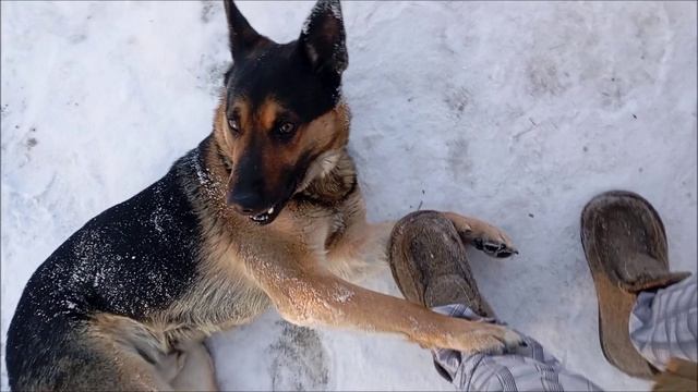 Овчарка. Собака. Том