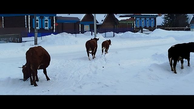 21.02.2025 - обзорка по селу Кага. Бегущие бычки.