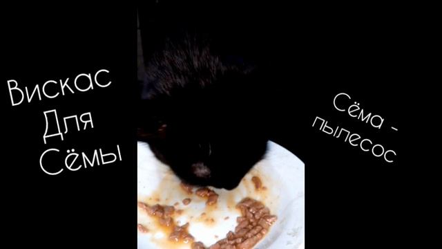 кот Семён угощается кошачьим кормом