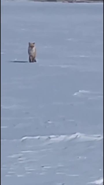 Лиса зашла в гости